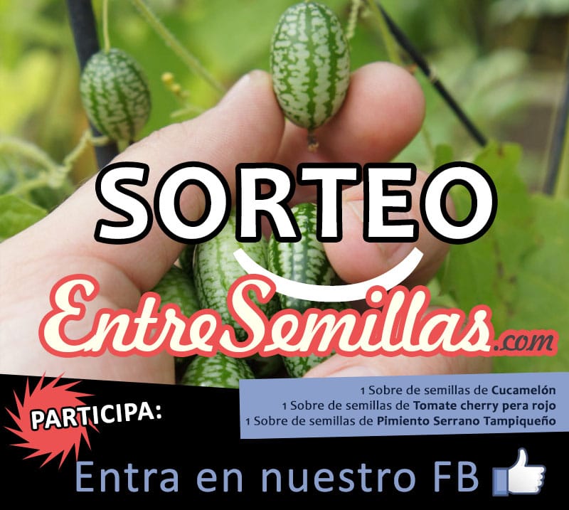 sorteo_cucamelon_4marzo2