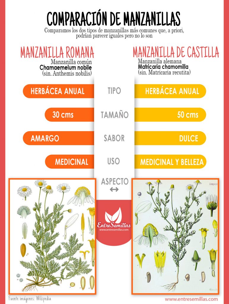 comparativa_manzanillas