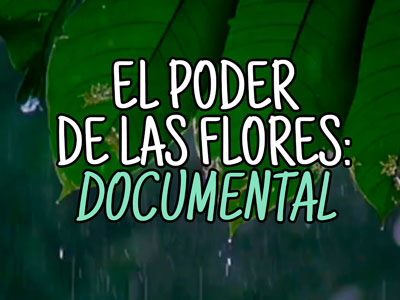 el poder de las flores