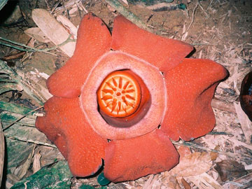 Rafflesia kerrii. Fuente: Wikipedia