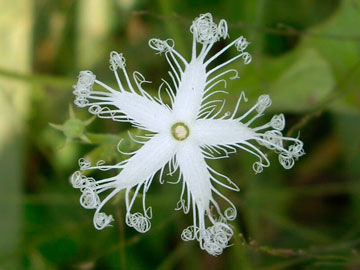 Trichosanthes kirilowii. Fuente: Wikipedia