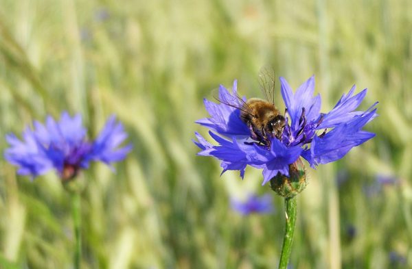 semillas de centaurea cyanus