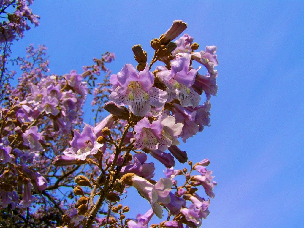 paulownia semillas flor de paulownia Paulownia tomentosa