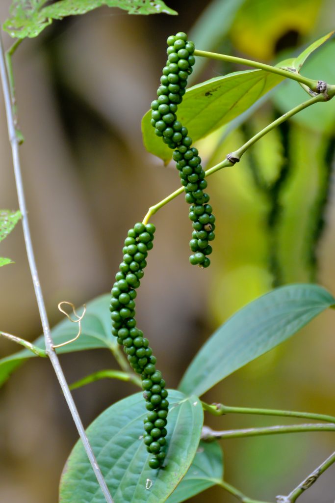 Black_Pepper_(Piper_nigrum)_fruits