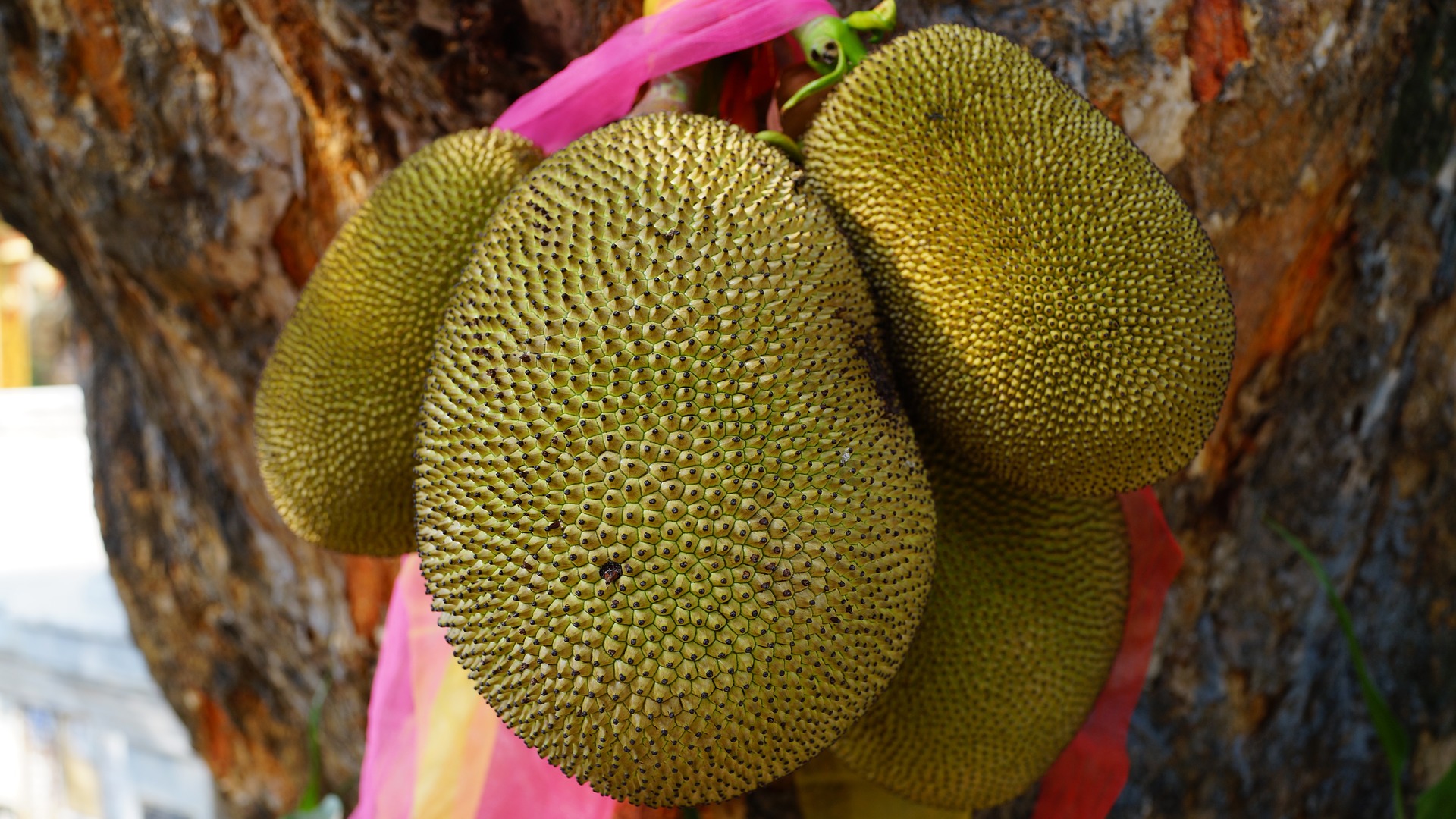 jackfruit curiosidades