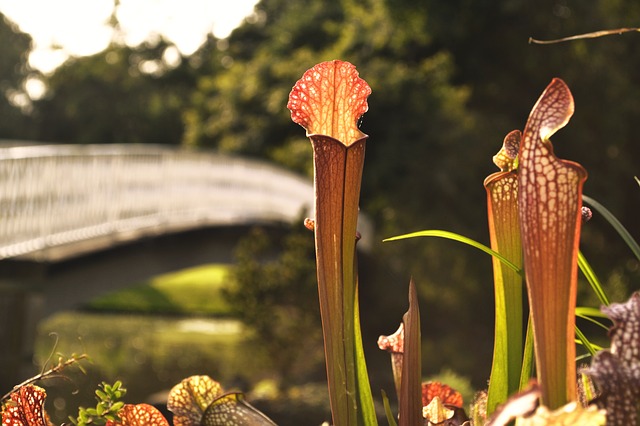 planta-carnivora-secreto