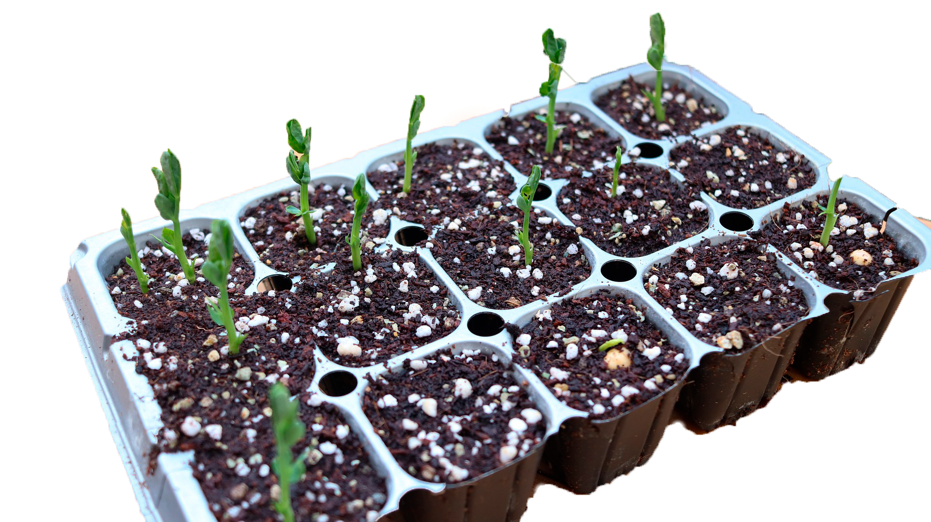 explotar genéticamente Día 6 consejos importantes para sembrar albahaca en casa | EntreSemillas