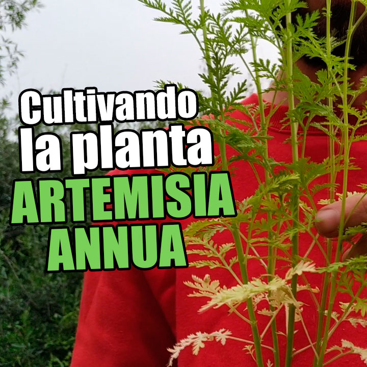 Cultivando plantas de Artemisia annua (Ajenjo dulce) 