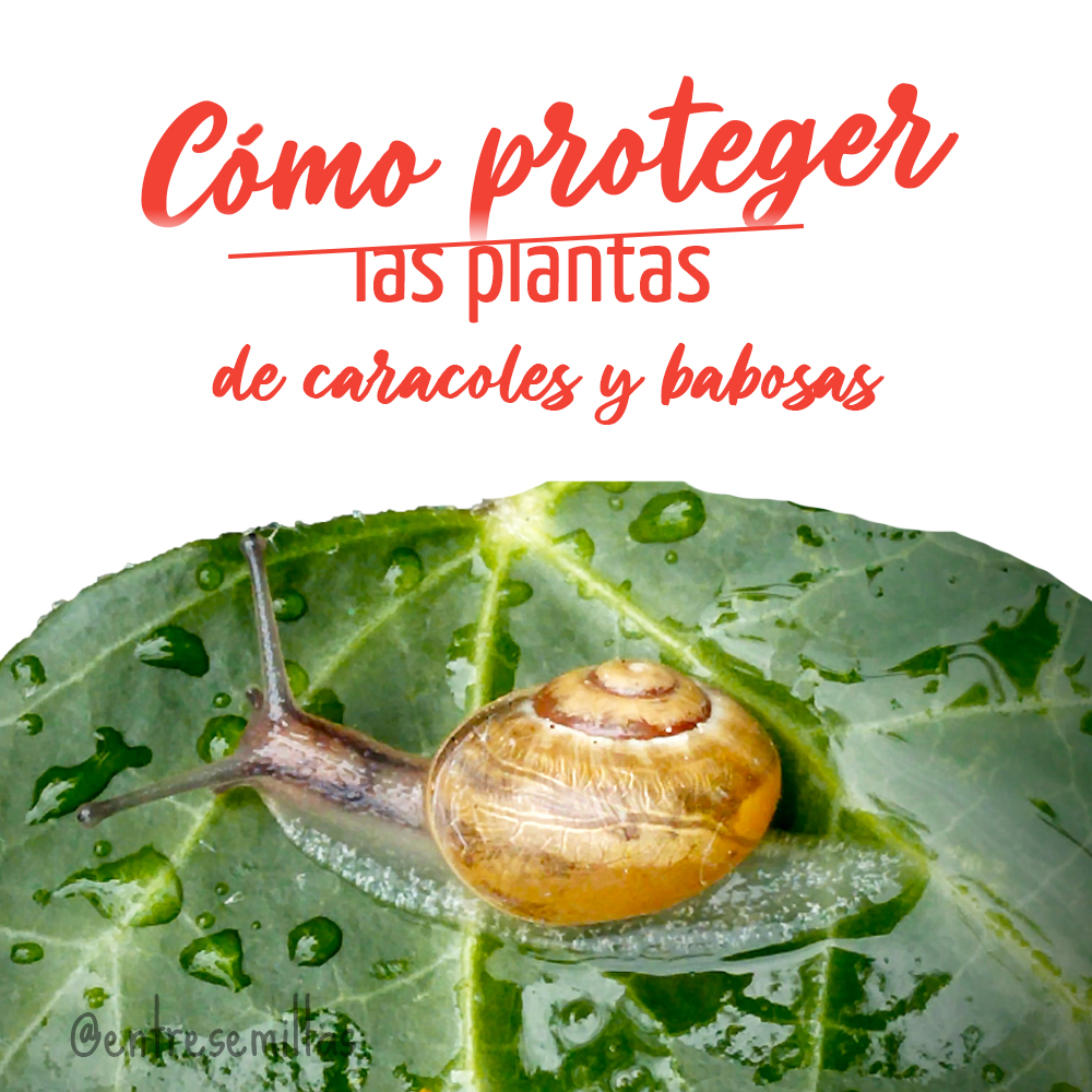 proteger las plantas de plagas