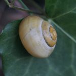 quitar caracoles evitar plagas