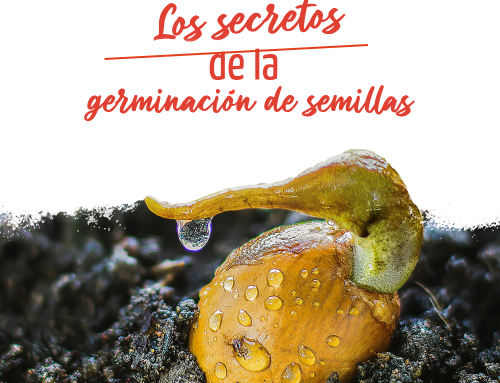 Germinación de las semillas: los secretos
