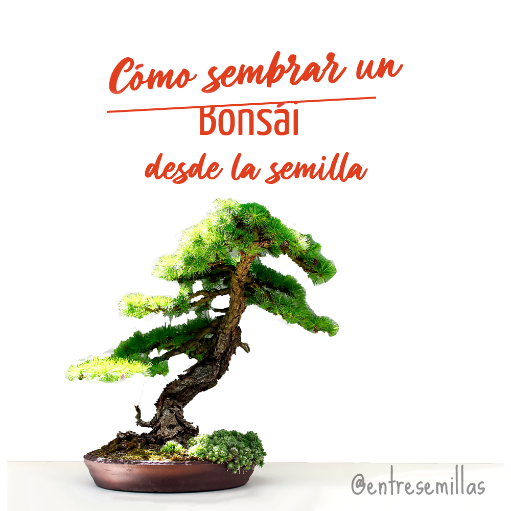 cómo sembrar un bonsái desde la semilla