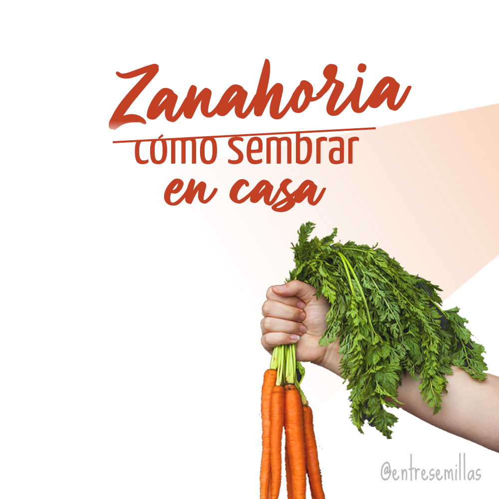 como sembrar zanahoria en casa