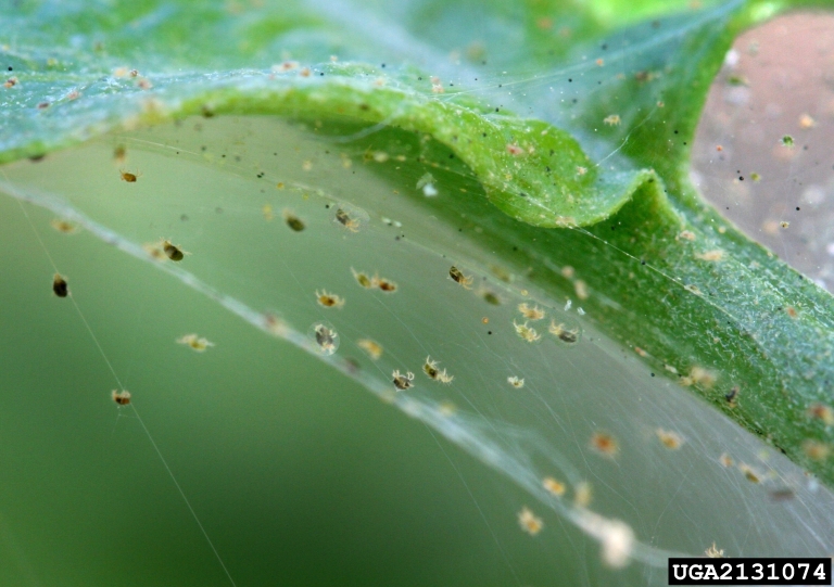 plaga de araña roja en tomateras