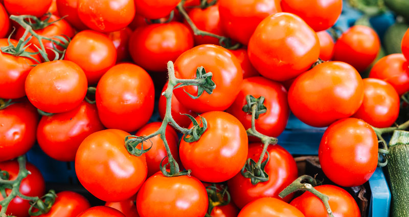 cosecha de tomates