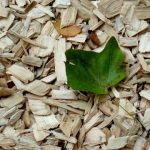 cortezas arboles ahorrar agua