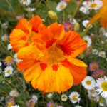 tapizantes ahorrar agua huerto