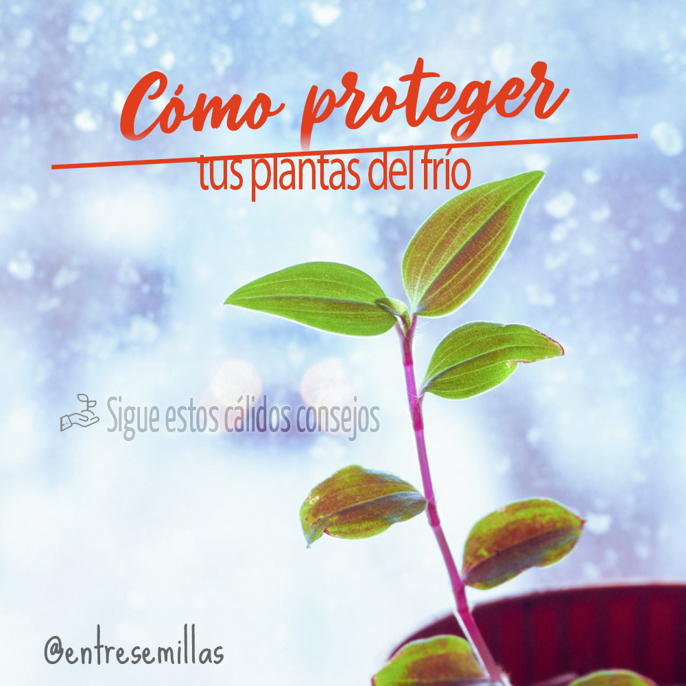 Cómo proteger tus plantas del frío_IG_21.12.20