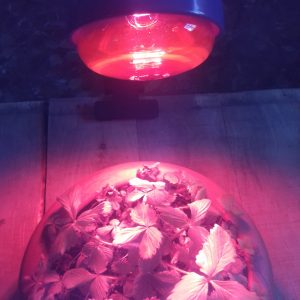 cómo proteger tus plantas del frío