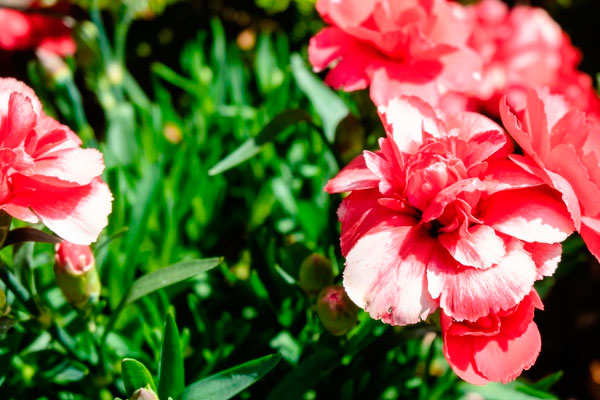 Plantas de exterior resistentes al frío y al calor  Blog Entre 