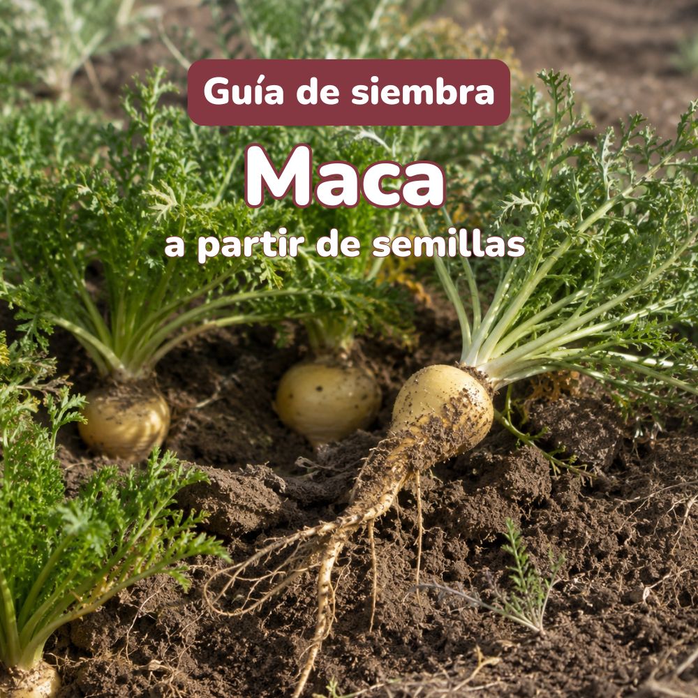 sembrar semillas maca