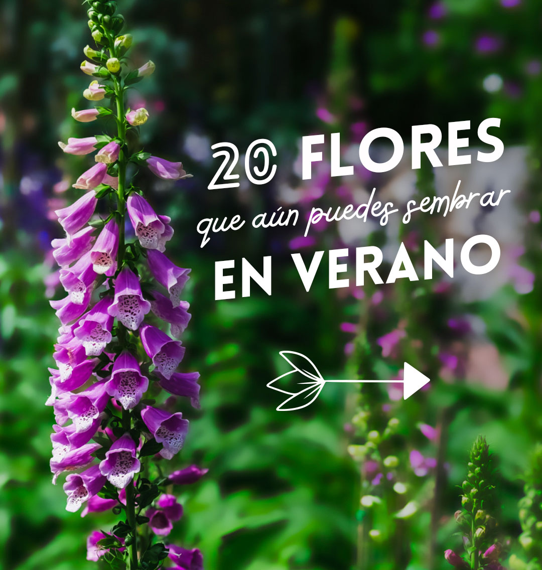 Semillas de flores que aún puedes sembrar en verano | Blog Entre Semillas