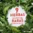 9 hierbas culinarias raras que sembrar en enero y febrero