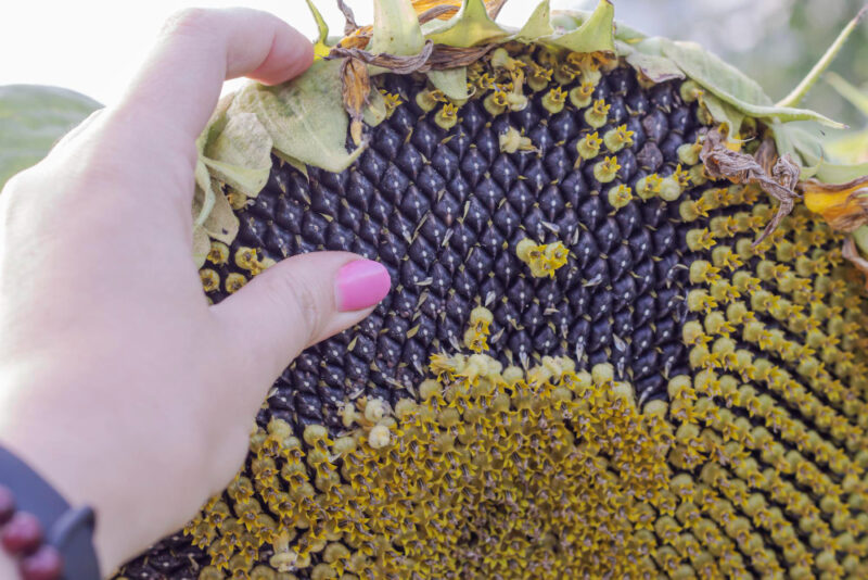 Cosechar semillas de flores del jardín: Cómo y cuándo | Blog EntreSemillas