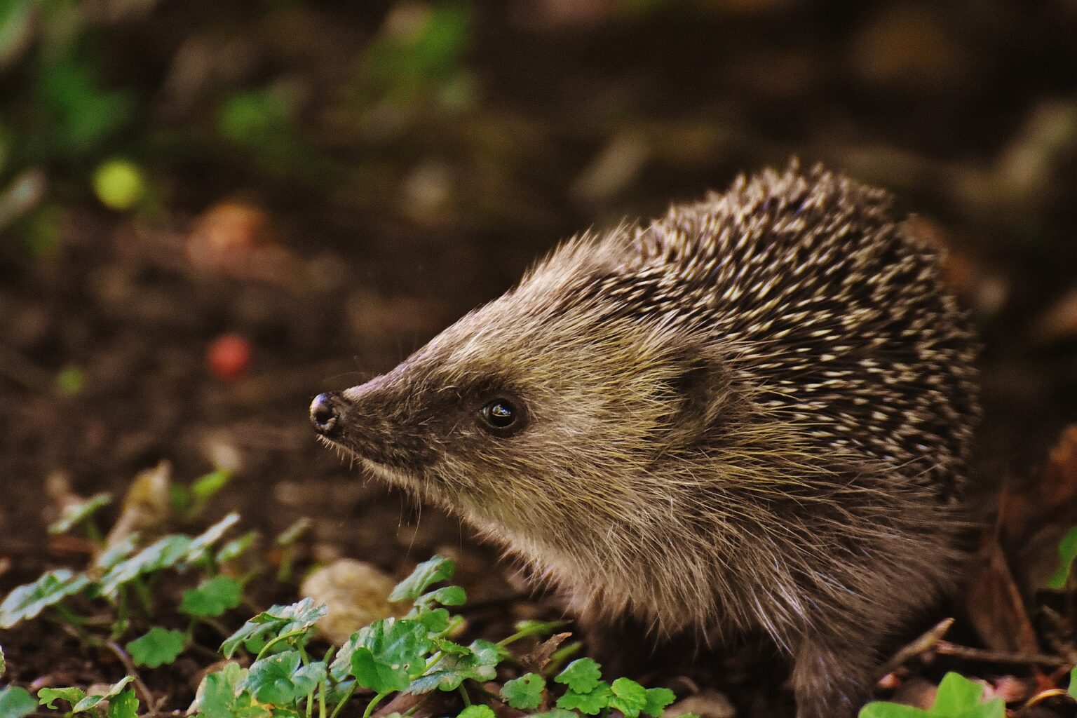10 Animales Beneficiosos Para El Huerto A Los Que Deber as Dar La 10-animales-beneficiosos-para-el-huerto-a-los-que-deber-as-dar-la