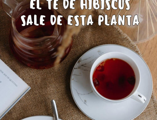 Planta de Hibiscus sabdariffa: Cómo cultivarla y usarla para té