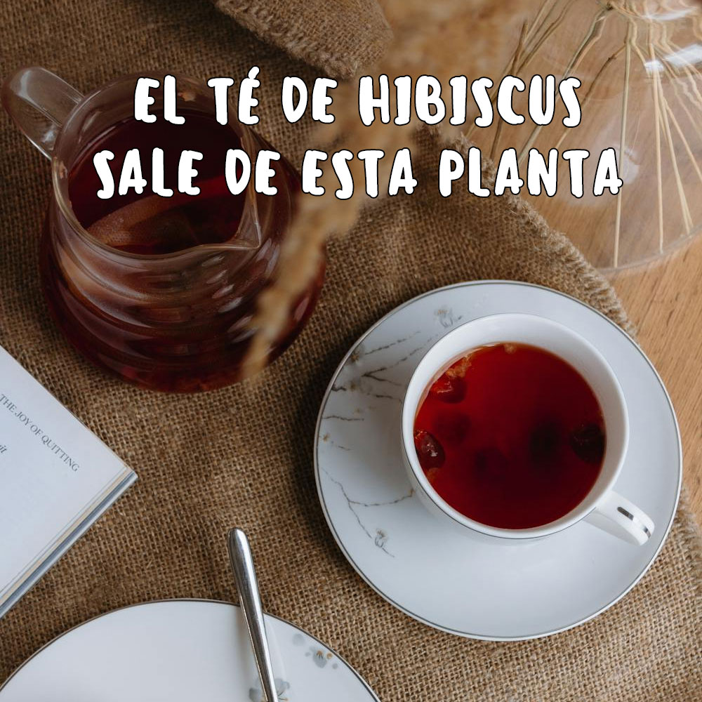 te de hibiscus