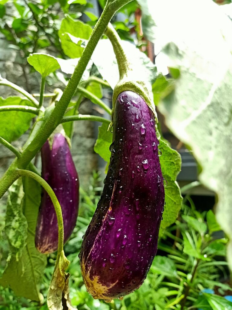berenjena morada