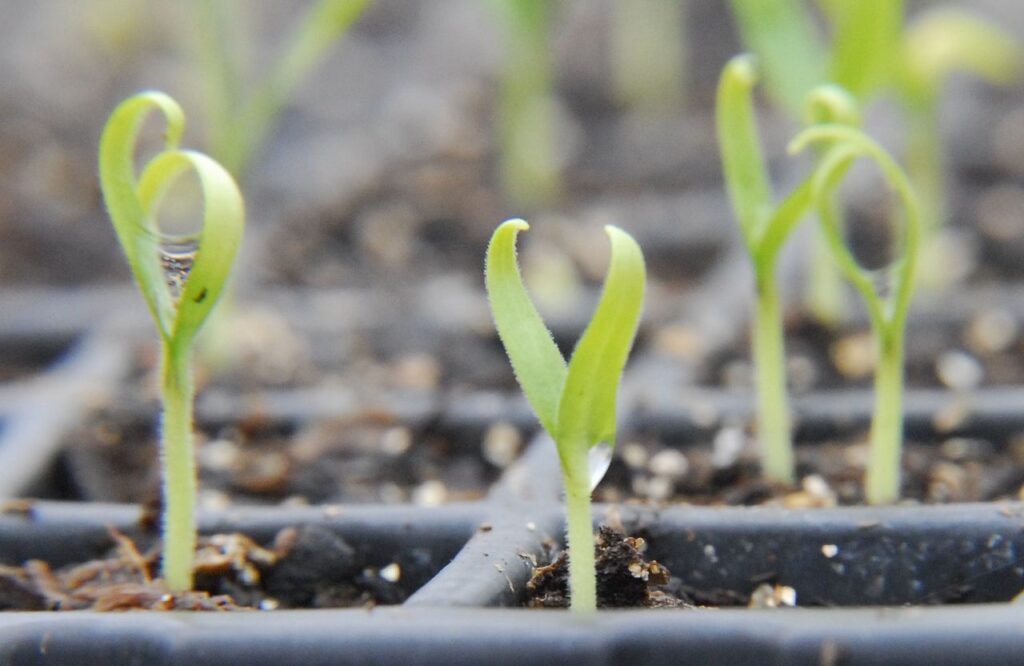semillas de berenjena germinadas