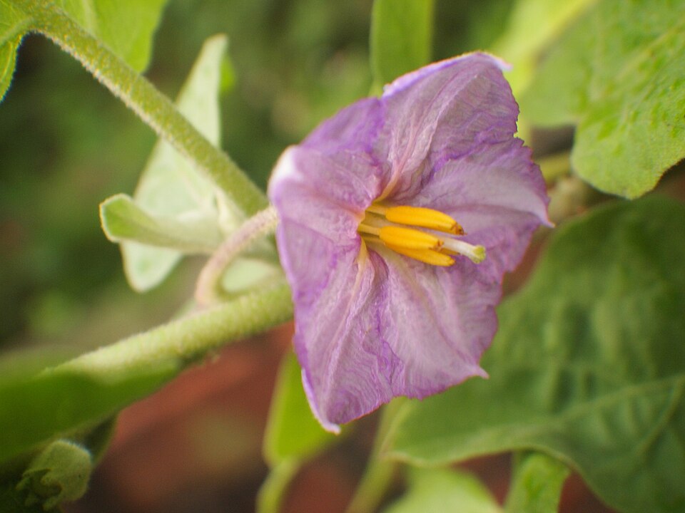 flor de berenjena