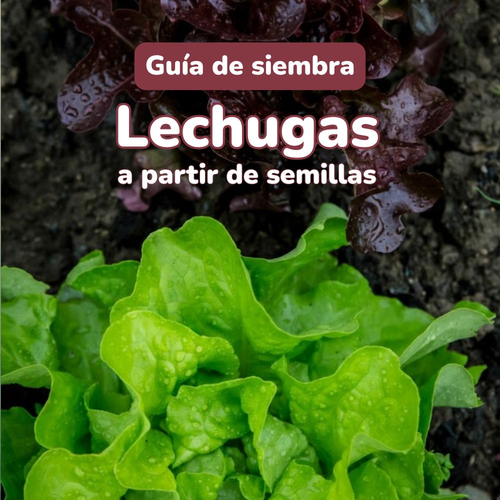 lechugas a partir de semillas