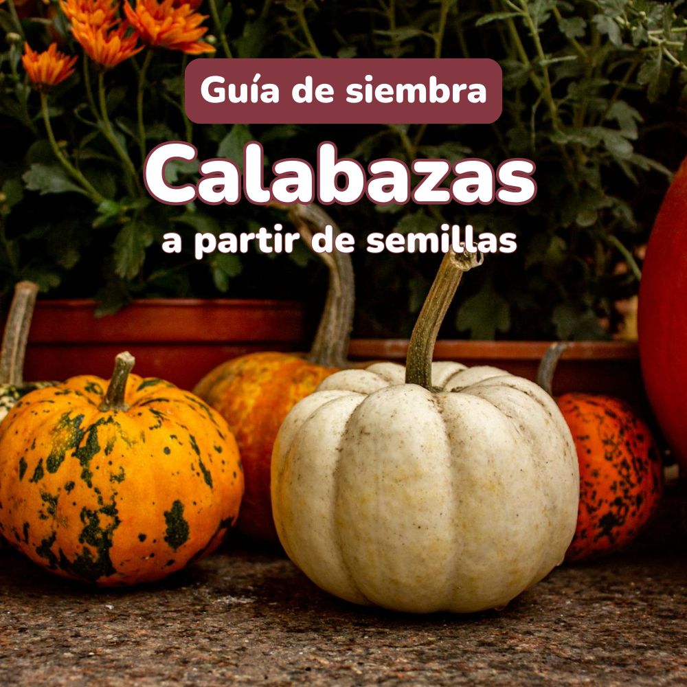 calabazas desde semillas