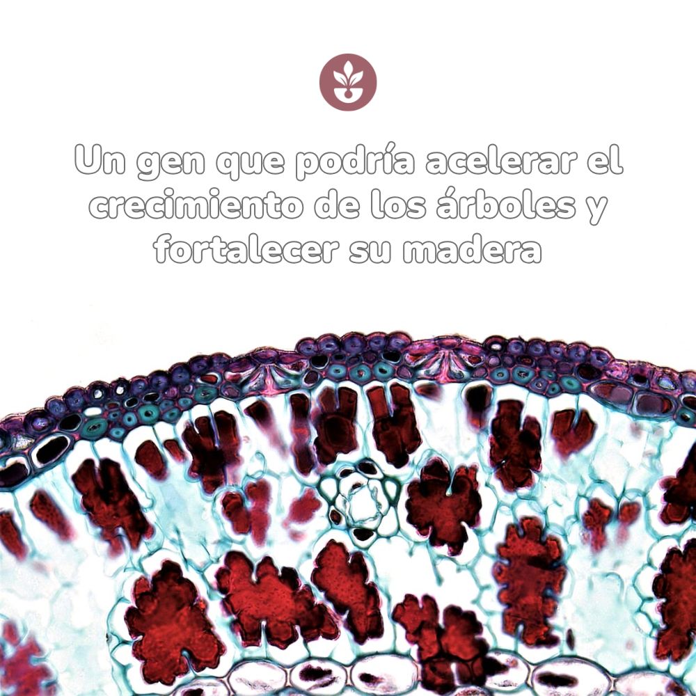 Un gen que podría acelerar el crecimiento de los árboles y fortalecer su madera