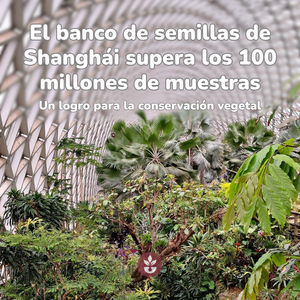 banco de semillas de shanghai