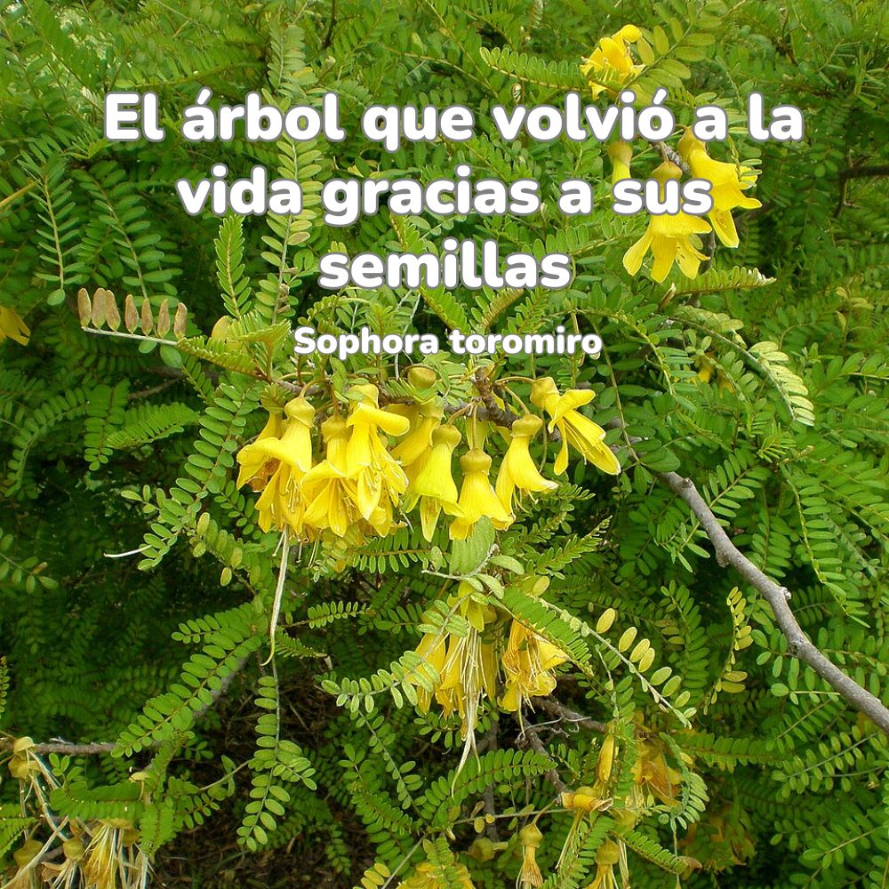 sophora toromiro historia