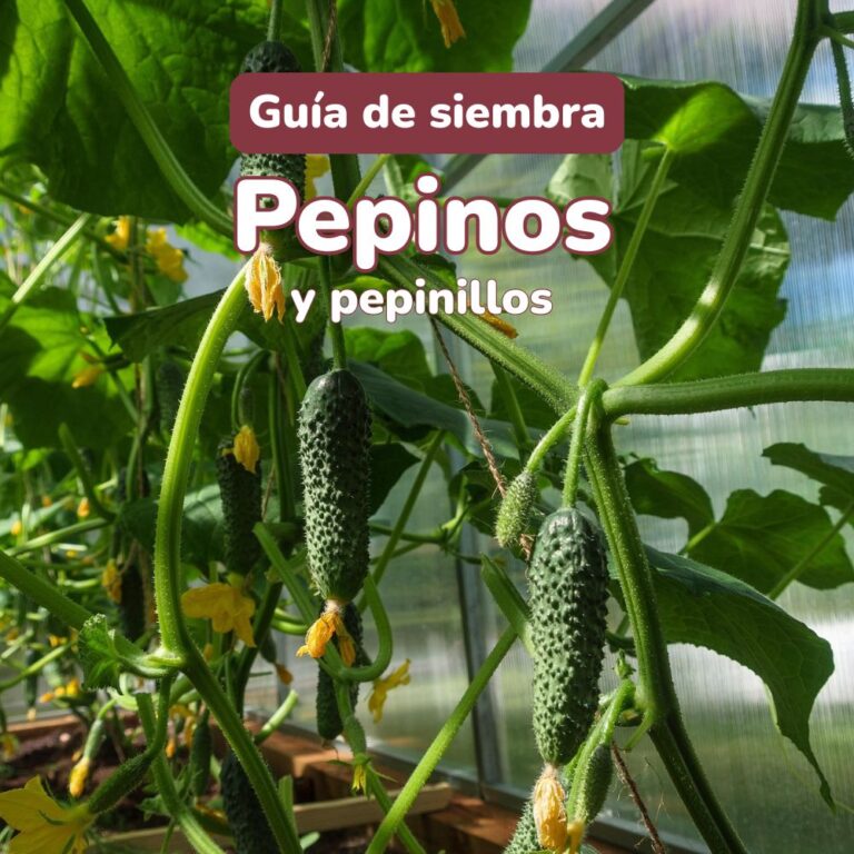 guia siembra pepinos y pepinillos