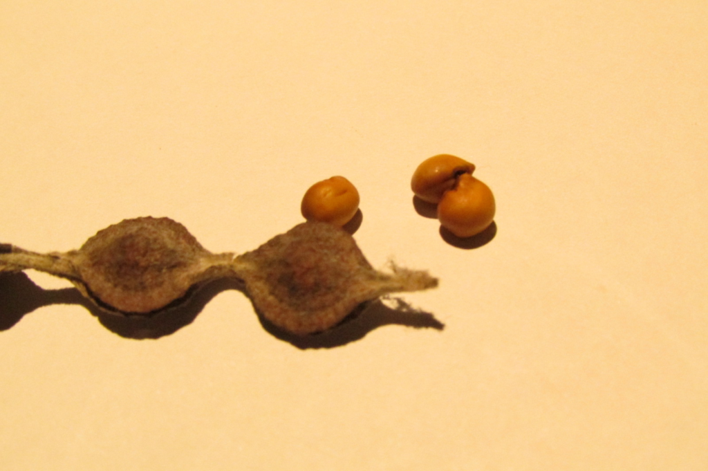 semillas de sophora toromiro