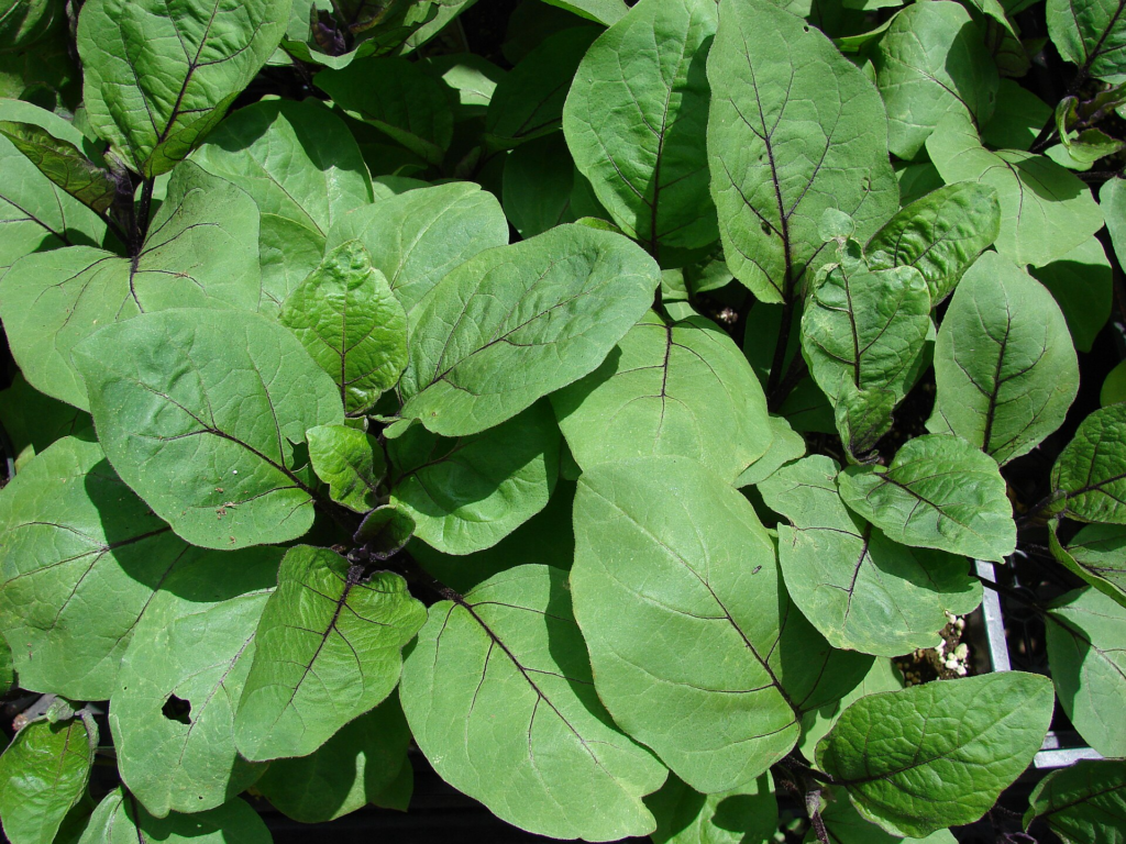 cultivo de berenjenas