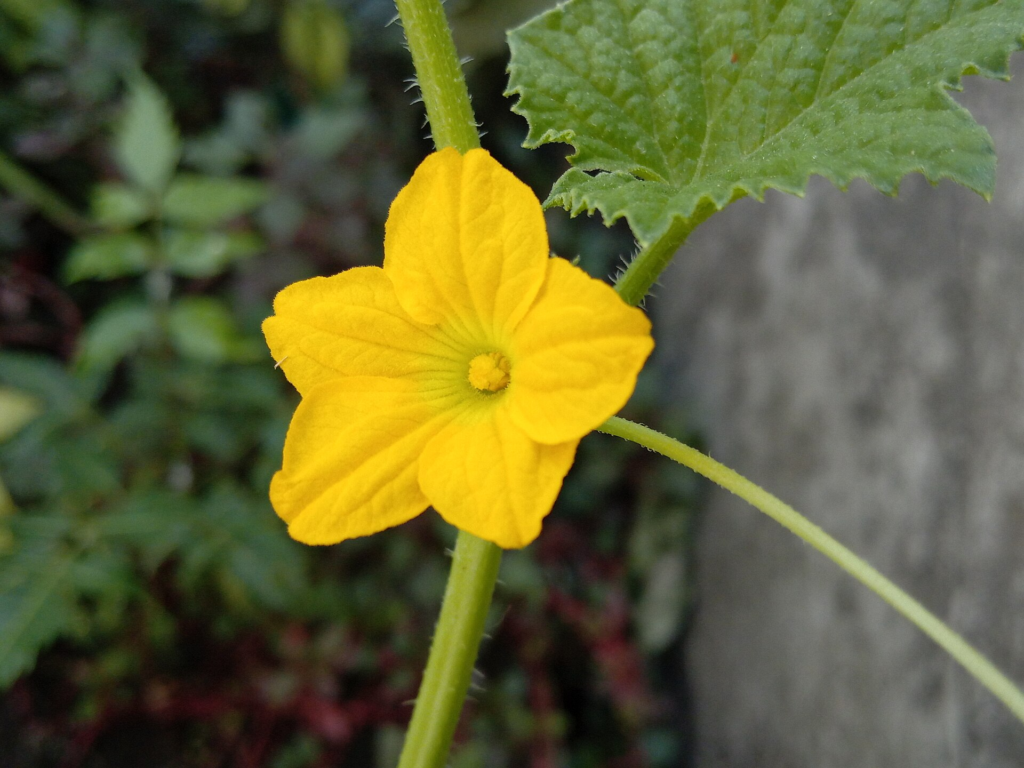 flor de pepino
