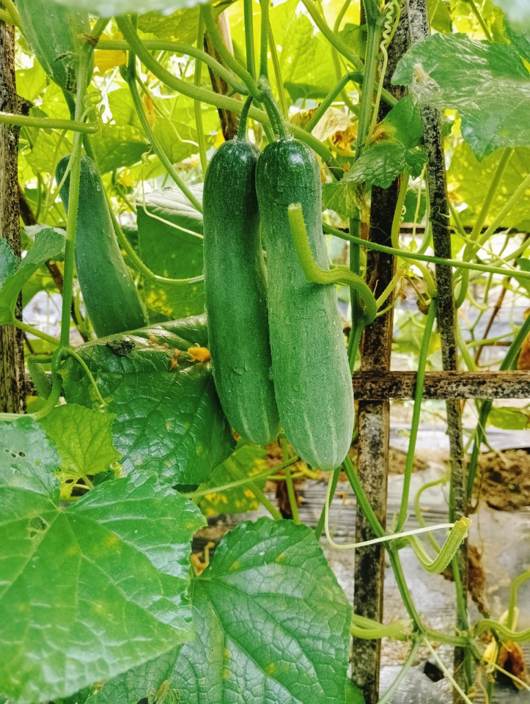 cosecha de pepinos
