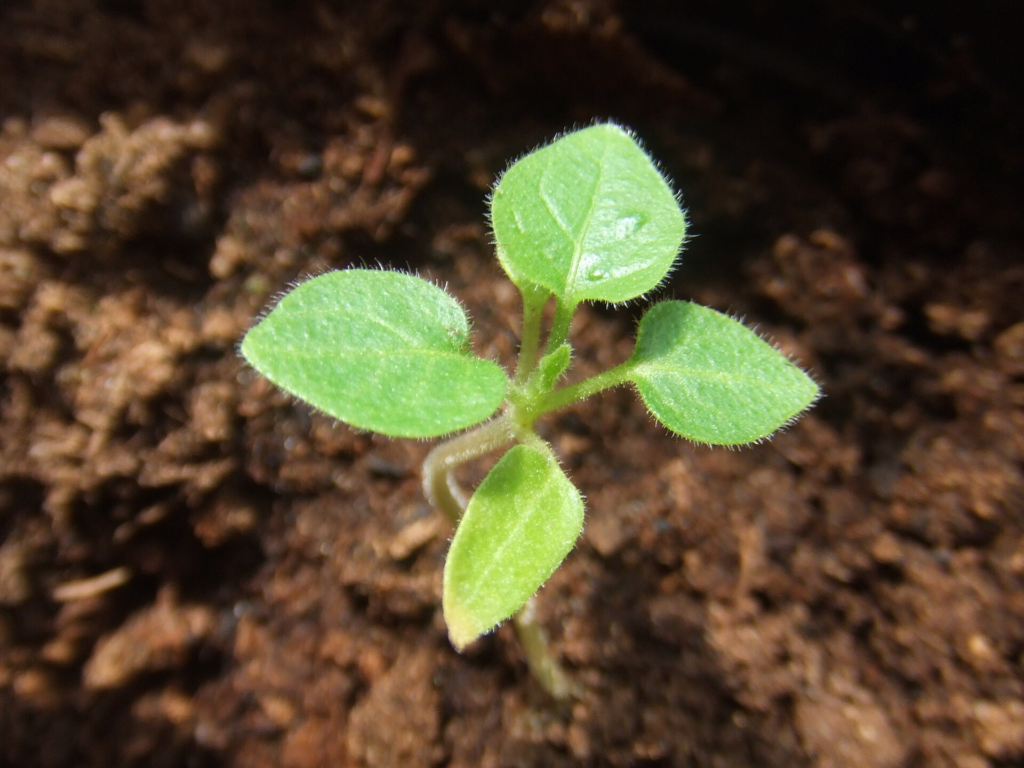 semilla de tamarillo germinada
