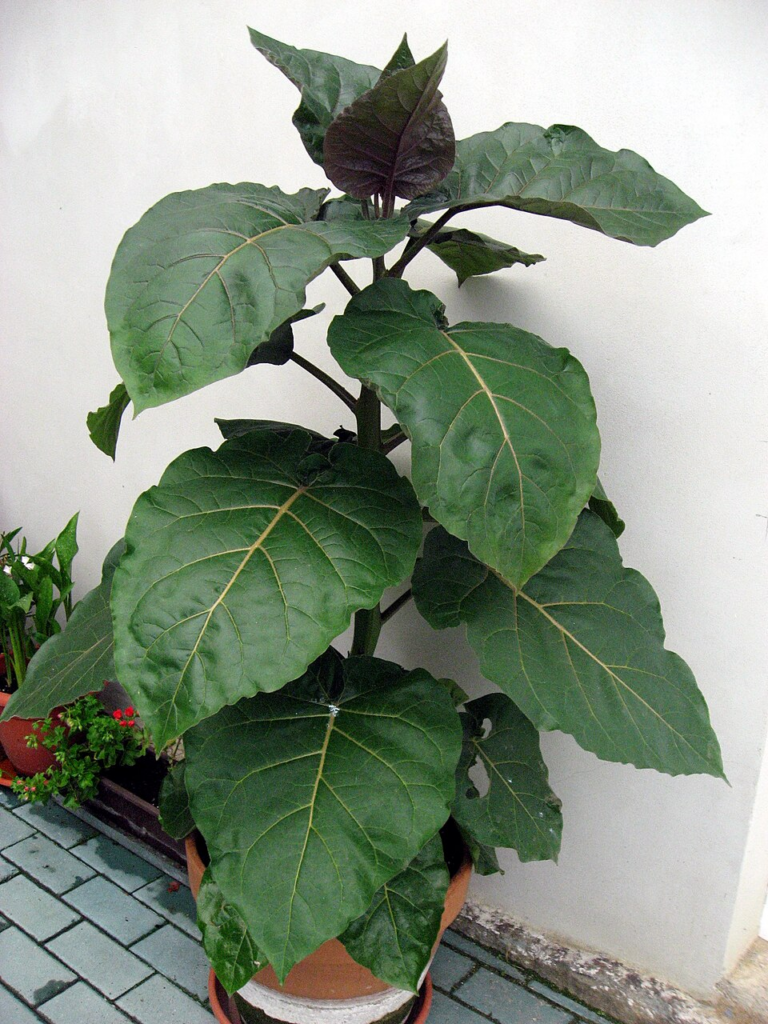 planta joven de tamarillo