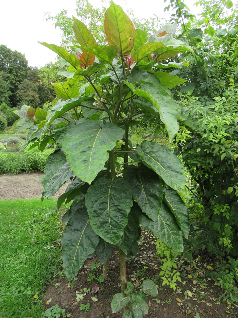 planta de tamarillo
