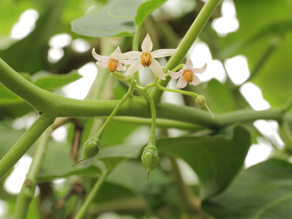 flores de tamarillo
