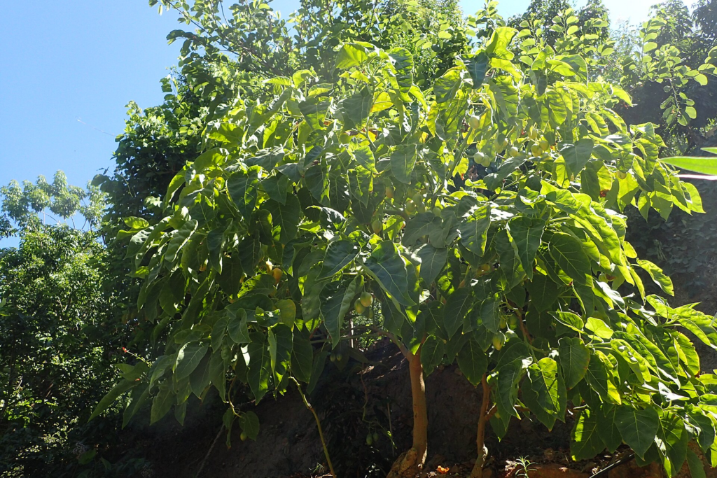 arbol de tamarillo
