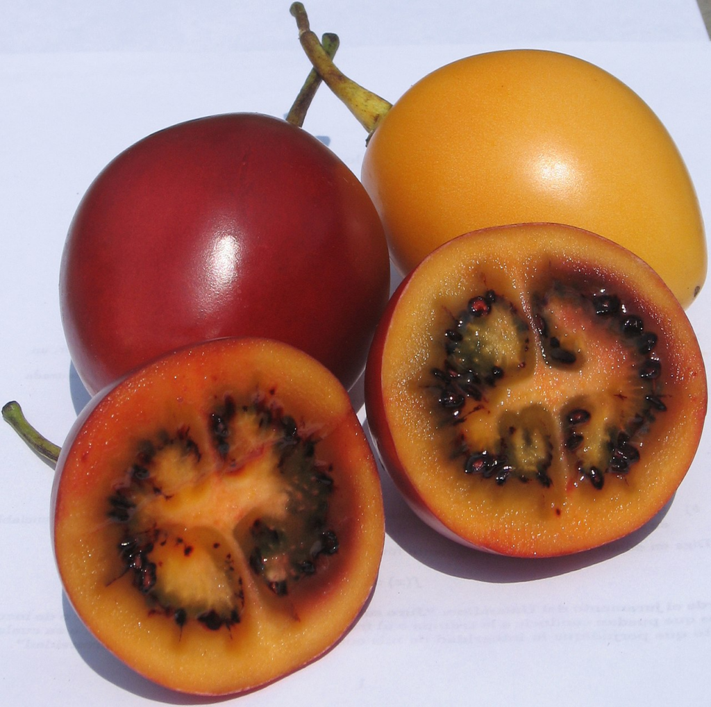variedades de tamarillo
